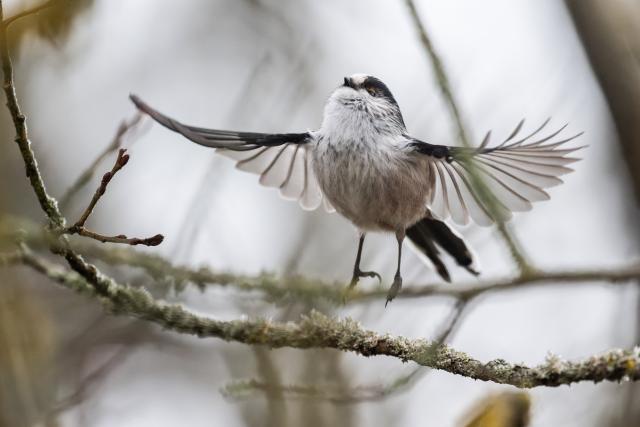 05 February 2026, Baden-Württemberg, Donaueschingen: A long-tailed tit flies away from a branch of a tree. Photo: Silas Stein/dpa