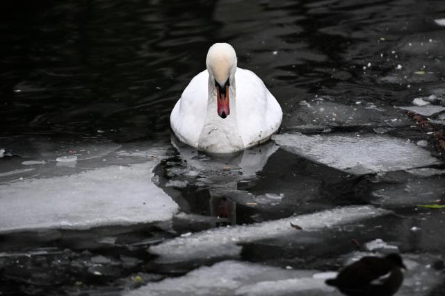06 February 2026, Berlin: A swan swims between ice floes in the Landwehr Canal. Photo: Britta Pedersen/dpa