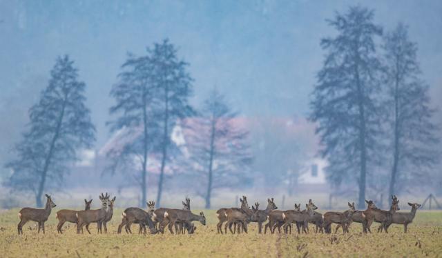 16 February 2026, Brandenburg, Reitwein: Deer stand in a field in the Oderbruch region. Photo: Patrick Pleul/dpa