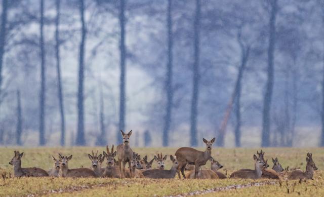 16 February 2026, Brandenburg, Reitwein: Deer lie and stand in a field in the Oderbruch region. Photo: Patrick Pleul/dpa