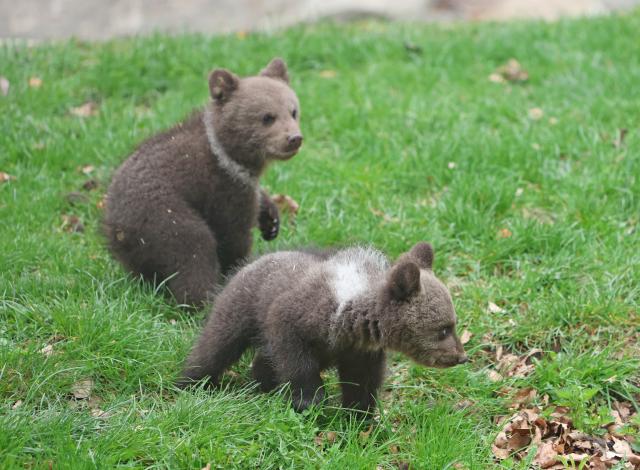 FILED - 25 April 2025, Saxony-Anhalt, Thale: Two young brown bears romp around the bear enclosure at Hexentanzplatz Zoo for the first time. Photo: Matthias Bein/dpa