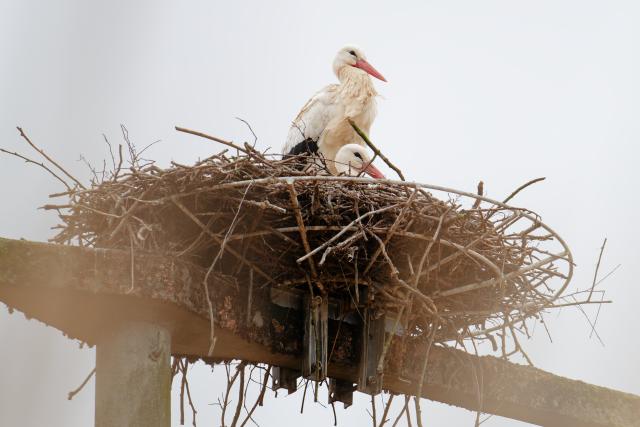 17 February 2026, Baden-Wuerttemberg, Meckesheim: A pair of storks perch in their nest. Photo: Uwe Anspach/dpa