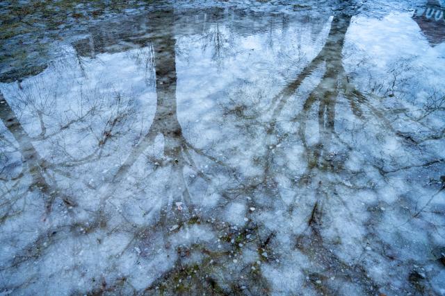22 February 2026, Mecklenburg-Western Pomerania, Stralsund: Trees reflect in a meltwater puddle on a meadow in Stralsund amid thawing ice and snow in the northeast. Photo: Stefan Sauer/dpa