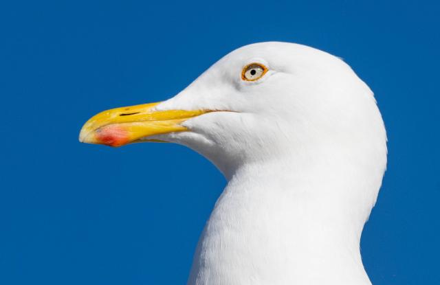 01 March 2026, Mecklenburg-Western Pomerania, Zinnowitz: A seagull stands in the sun on the roof of a beach kiosk in a Baltic seaside resort. Photo: Stefan Sauer/dpa