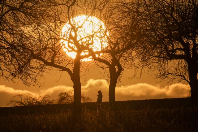 01 March 2026, Baden-Wuerttemberg, Altheim: A woman walks between trees during the sunset. Photo: Thomas Warnack/dpa