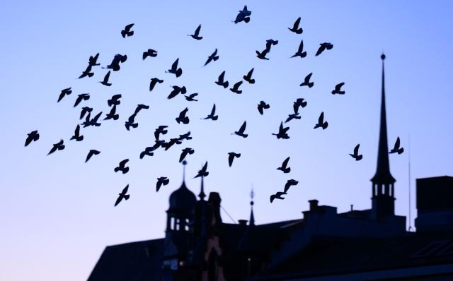 02 March 2026, Saxony-Anhalt, Halle (Saale): A flock of pigeons flies over the city center of Halle/Saale in the early morning. The week starts with a cloudless sky and plenty of sunshine. Photo: Hendrik Schmidt/dpa