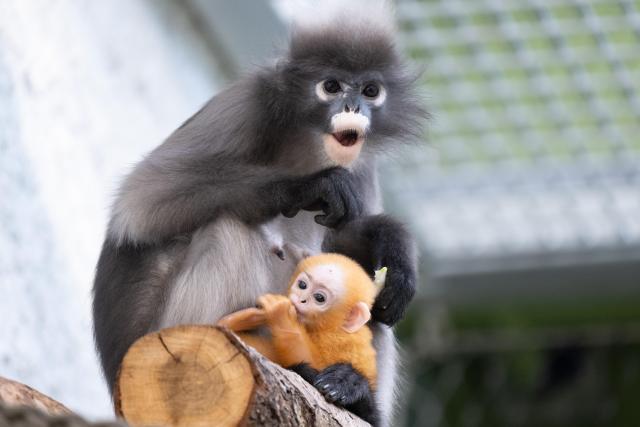 02 March 2026, Saxony, Dresden: The young spectacled langur Ida sits in her enclosure at Dresden Zoo. Photo: Sebastian Kahnert/dpa