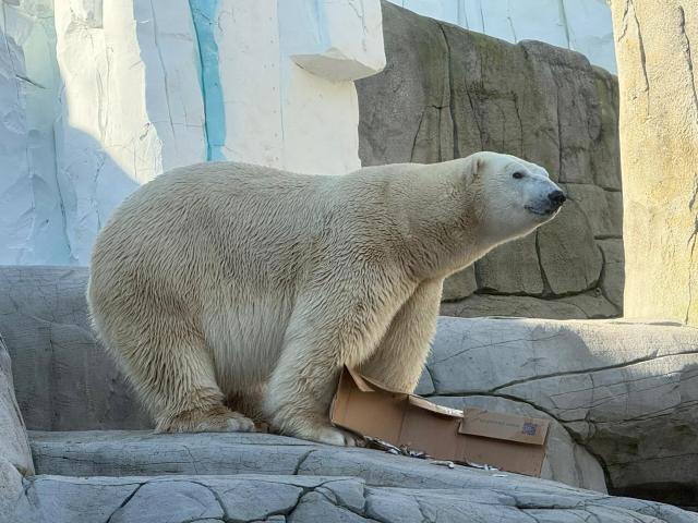 HANDOUT - 02 March 2026, Hamburg: Rasputin, a male polar bear, arrive at Hagenbeck Zoo in Hamburg. Photo: -/Hagenbeck /dpa - ACHTUNG: Nur zur redaktionellen Verwendung im Zusammenhang mit der aktuellen Berichterstattung und nur mit vollständiger Nennung des vorstehenden Credits