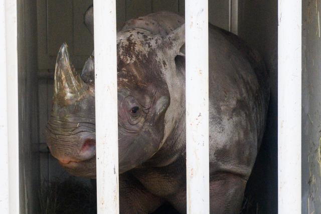 03 March 2026, Saxony-Anhalt, Magdeburg: Female black rhino 'Malia' peeks out of her transport crate at Zoo Magdeburg. She is set to move to the zoo in Dvur Kralove nad Labem, where she will be reunited with a rhino bull already assigned to her as part of the European Endangered Species Programme (EEP). Ahead of the transport, she undergoes box training to become accustomed to the crate. Photo: Klaus-Dietmar Gabbert/dpa