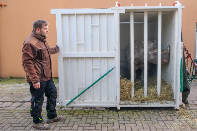 03 March 2026, Saxony-Anhalt, Magdeburg: Zoo keeper and head of department Danny Wolff from Zoo Magdeburg takes one last look at the female black rhino 'Malia' as she peeks out of her transport crate. Malia is set to move to the zoo in Dvur Kralove nad Labem, where she will be reunited with a rhino bull already assigned to her as part of the European Endangered Species Programme (EEP). Ahead of the transport, she undergoes box training to get used to the crate. Photo: Klaus-Dietmar Gabbert/dpa