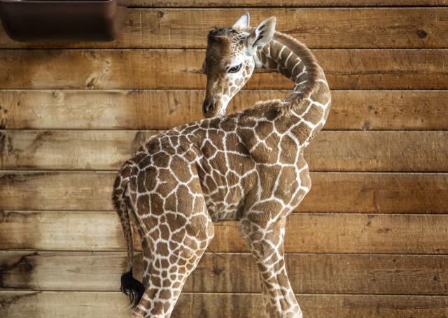PRODUCTION - 03 March 2026, Hesse, Kronberg: A reticulated Giraffe offspring Mumbi stands in the stable at Opel Zoo. Photo: Andreas Arnold/dpa