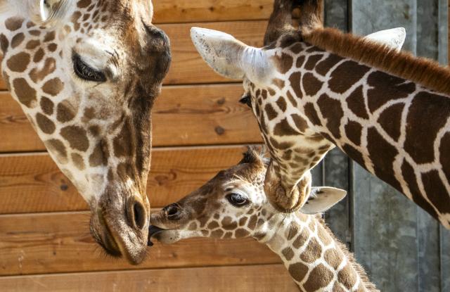 PRODUCTION - 03 March 2026, Hesse, Kronberg: A reticulated Giraffe offspring Mumbi (C) stands in the stable at Opel Zoo among the herd. Photo: Andreas Arnold/dpa