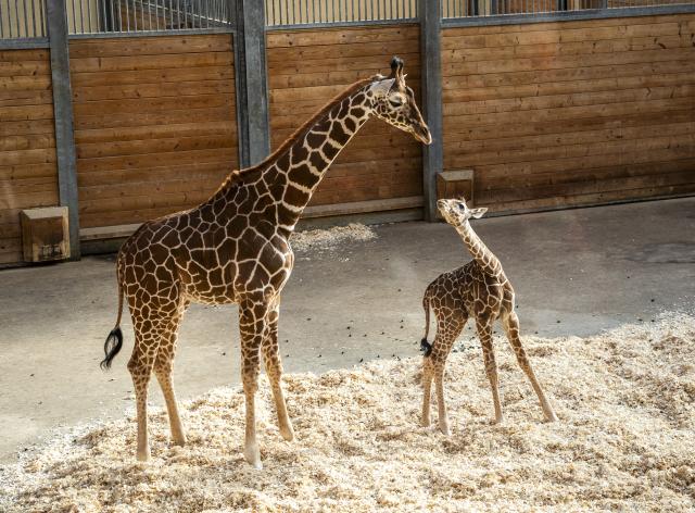 PRODUCTION - 03 March 2026, Hesse, Kronberg: Reticulated Giraffes offspring Mumbi (R) and half-sister Tanga stand in the stable at the Opel Zoo in Taunus. Photo: Andreas Arnold/dpa