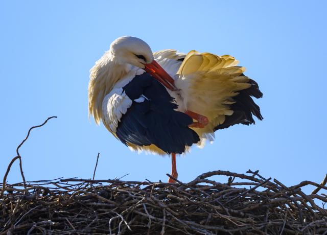 05 March 2026, Brandenburg, Croustillier: A white stork (Ciconia ciconia) stands on its nest in the village of Croustillier in the Oderbruch region. Photo: Patrick Pleul/dpa