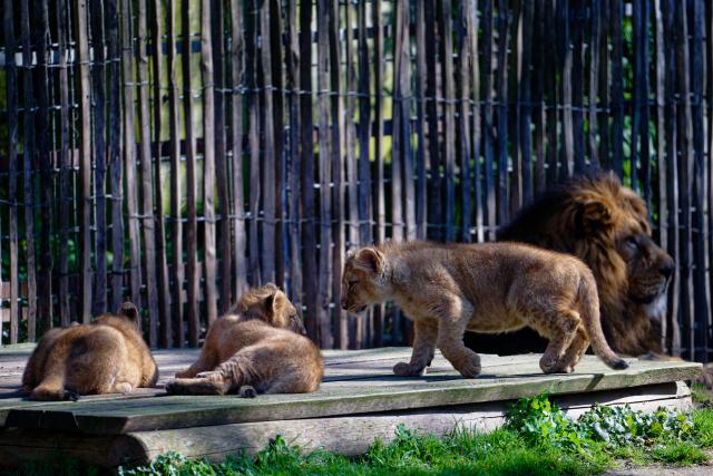 05 March 2026, North Rhine-Westphalia, Cologne: Three young Asian lions, Zohan, Prija, and Reeva, and a male cat named Navin can be seen in an enclosure at Cologne Zoo. Photo: Henning Kaiser/dpa