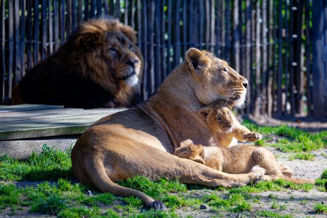 05 March 2026, North Rhine-Westphalia, Cologne: Two of the three young Asian lions, Zohan, Prija, and Reeva, mother Gina, and male cat Navin can be seen in an enclosure at Cologne Zoo. Photo: Henning Kaiser/dpa