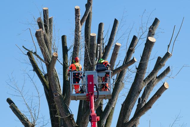 05 March 2026, Baden-Wuerttemberg, Heidelberg: Workers prun a tree on the banks of the Neckar River. Photo: Uwe Anspach/dpa