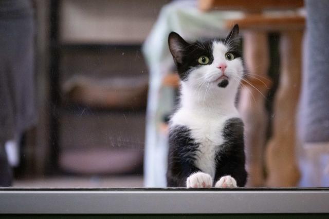 06 March 2026, Saxony, Dresden: A cat at the Dresden animal shelter looks through a window. On the same day, the animal shelter provided information about its work and the animals that are being rehomed. Photo: Sebastian Kahnert/dpa