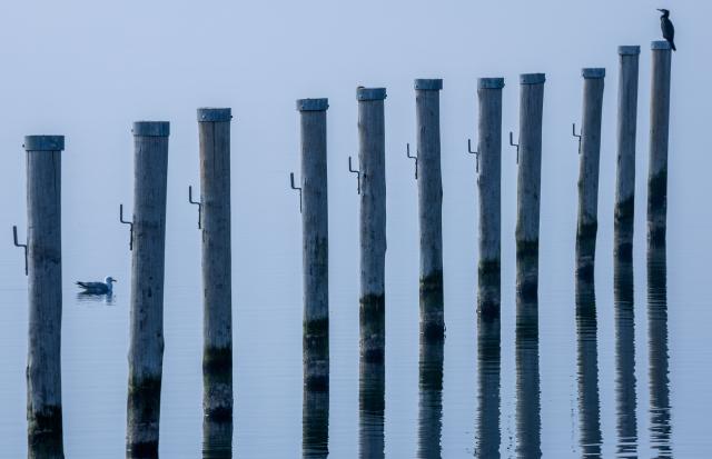 10 March 2026, Mecklenburg-Vorpommern, Timmendorf (poel): A cormorant seen in the small sailing harbor on the Baltic Sea island of Poel. Photo: Jens Büttner/dpa
