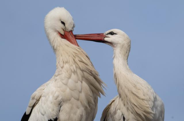 10 March 2026, Hesse, Biebesheim: Storks mating on their nest in the Hessian Ried. Photo: Boris Roessler/dpa