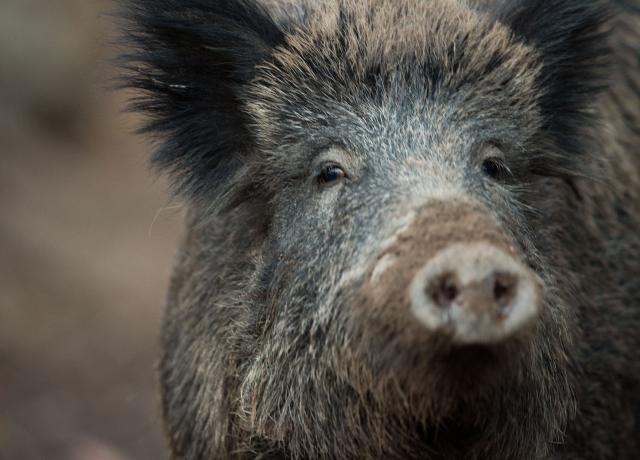 FILED - 07 November 2016, Baden-Wuerttemberg, Stuttgart: A wild boar looks out at the photographer from a wild boar enclosure. Photo: Lino Mirgeler/dpa