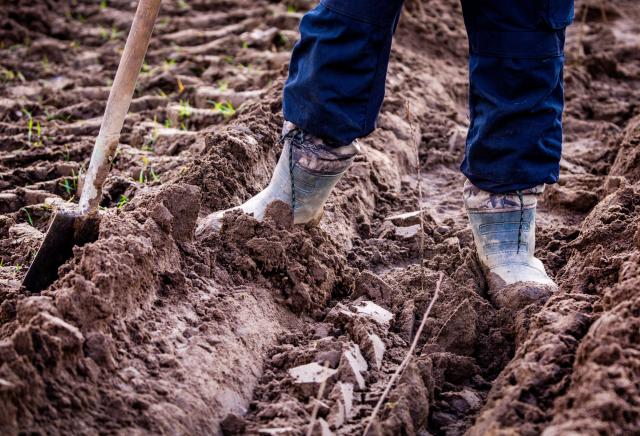 16 March 2026, Mecklenburg-Western Pomerania, Eickelberg: An employee checks that a young tree seedling, which was planted in the ground by a new type of planting machine designed for the initial afforestation of new forest areas, is properly seated. The machine is being used by the Guestrow Garden, Landscape, and Forestry Company (GALAFO) on a future forest site. Photo: Jens Büttner/dpa