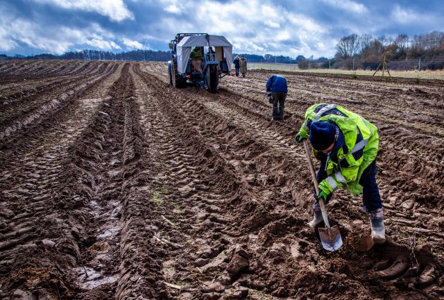 16 March 2026, Mecklenburg-Western Pomerania, Eickelberg: Employees check the precise placement of young trees by a new planting machine designed for initial afforestation. The machine is being used by the Guestrow Garden, Landscape, and Forestry Company (GALAFO) on a future forest site. Photo: Jens Büttner/dpa