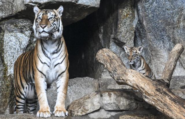 17 March 2026, Berlin: Lilly is the name of the female Sumatran tiger cub seen with her mother Mayang at Berlin Zoo. She is born on 2 January. Zoo visitors were invited to submit suggestions when choosing the name. Photo: Jens Kalaene/dpa