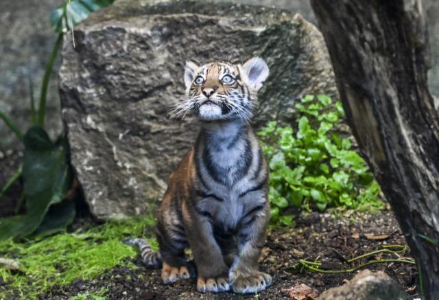 17 March 2026, Berlin: The Sumatran tiger cub born on 2 January at Berlin Zoo is named Lilly. Visitors to the zoo were invited to submit suggestions as part of the naming process. Photo: Jens Kalaene/dpa
