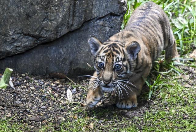17 March 2026, Berlin: The Sumatran tiger cub born on 2 January at Berlin Zoo is named Lilly. Visitors to the zoo were invited to submit suggestions as part of the naming process. Photo: Jens Kalaene/dpa