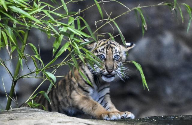 17 March 2026, Berlin: The Sumatran tiger cub born on 2 January at Berlin Zoo is named Lilly. Visitors to the zoo were invited to submit suggestions as part of the naming process. Photo: Jens Kalaene/dpa
