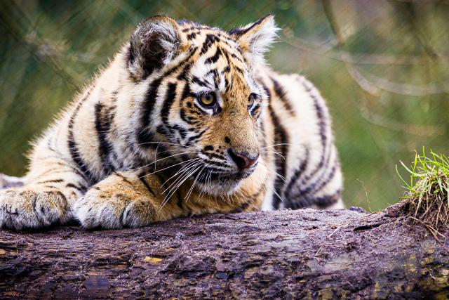 17 March 2026, Lower Saxony, Hodenhagen: A young Siberian tiger explores its enclosure at Serengeti Park. The cubs are born in autumn 2025. Photo: Moritz Frankenberg/dpa