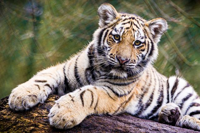 17 March 2026, Lower Saxony, Hodenhagen: A young Siberian tiger explores its enclosure at Serengeti Park. The cubs are born in autumn 2025. Photo: Moritz Frankenberg/dpa