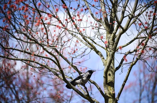 17 March 2026, Berlin: A bird sits on a tree on which blossoming buds can be seen. Photo: Britta Pedersen/dpa
