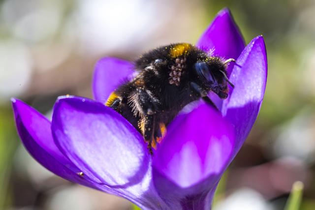 17 March 2026, Mecklenburg-Western Pomerania, Krembz: A bumblebee forages in a crocus in Krembz. Photo: Jens Büttner/dpa