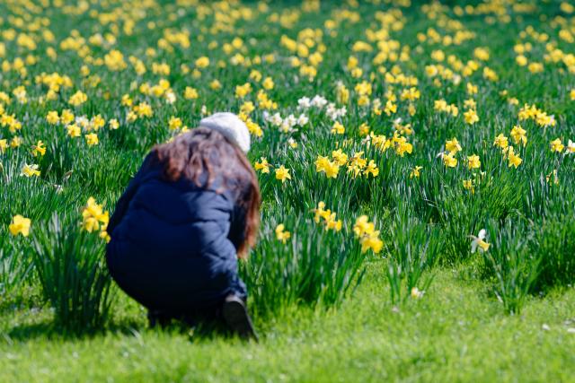 19 March 2026, Baden-Württemberg, Schwetzingen: A woman kneels in the castle garden in front of a field of yellow flowers. Photo: Uwe Anspach/dpa