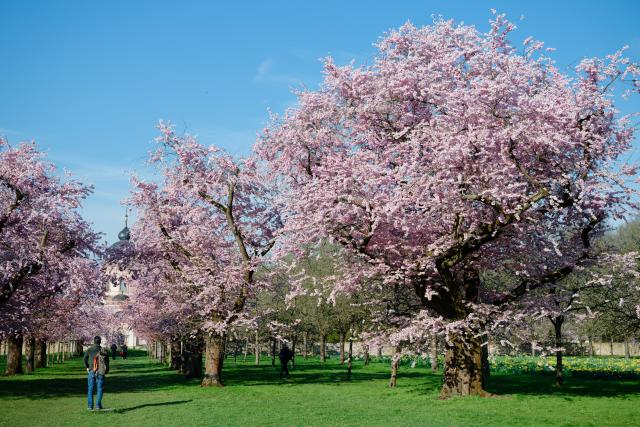 19 March 2026, Baden-Württemberg, Schwetzingen: A man stands in front of flowering Japanese cherry trees in the palace garden. Photo: Uwe Anspach/dpa