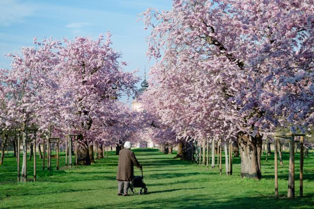 19 March 2026, Baden-Württemberg, Schwetzingen: A woman stands in front of flowering Japanese cherry trees in the palace garden. Photo: Uwe Anspach/dpa