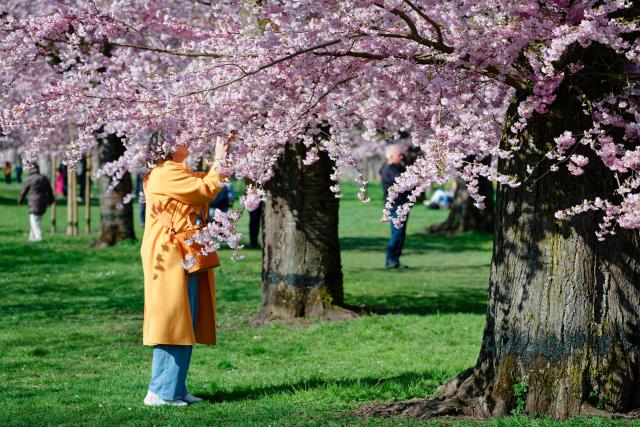 19 March 2026, Baden-Württemberg, Schwetzingen: A woman photographs the blossoming trees of the Japanese ornamental cherry in the palace garden. Photo: Uwe Anspach/dpa