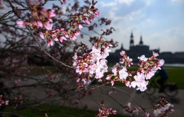 19 March 2026, Saxony, Dresden: The first blossoms of an ornamental cherry can be seen against the backdrop of the historic old town near the banks of the Elbe. Photo: Robert Michael/dpa