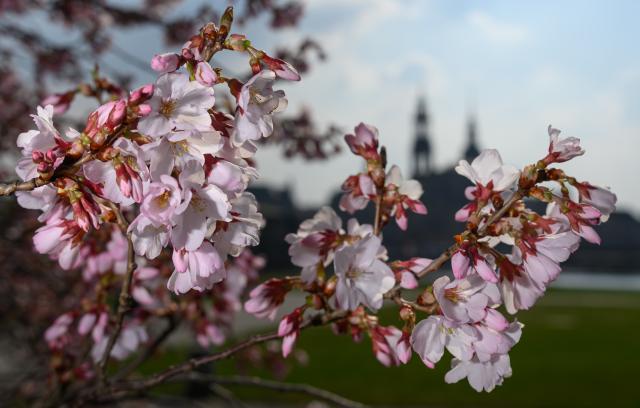 19 March 2026, Saxony, Dresden: The first blossoms of an ornamental cherry can be seen against the backdrop of the historic old town near the banks of the Elbe. Photo: Robert Michael/dpa