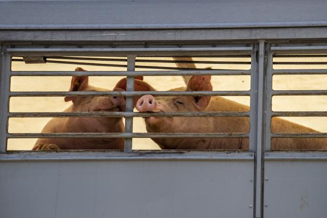 FILED - 17 July 2020, North Rhine-Westphalia, Rheda-Wiedenbrueck: Two pigs are transported to a slaughterhouse. Photo: David Inderlied/dpa