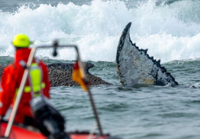 23 March 2026, Mecklenburg-Western Pomerania, Timmendorf: Rescue workers observe a whale stranded on the Baltic coast off Niendorf. Photo: Jens Büttner/dpa
