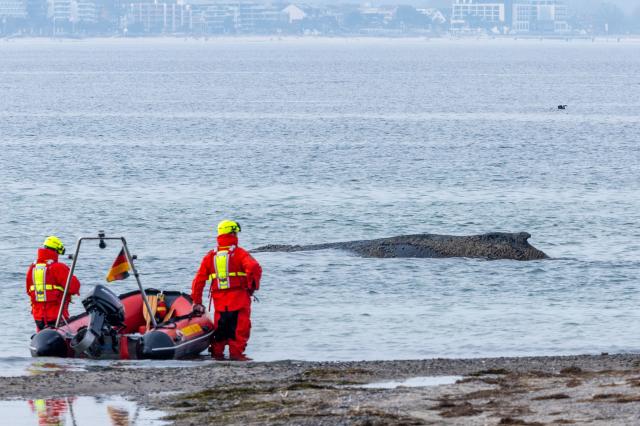 23 March 2026, Mecklenburg-Western Pomerania, Timmendorf: Rescue workers observe a whale stranded on the Baltic coast off Niendorf. Photo: Jens Büttner/dpa