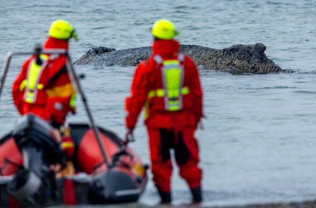 23 March 2026, Mecklenburg-Western Pomerania, Timmendorf: Rescue workers observe a whale stranded on the Baltic coast off Niendorf. Photo: Jens Büttner/dpa