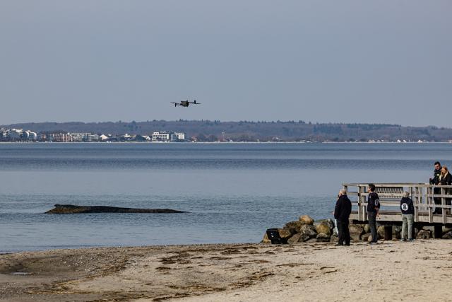 23 March 2026, Mecklenburg-Western Pomerania, Timmendorf: Experts from the Institute for Terrestrial and Aquatic Wildlife Research (ITAW) use a drone to examine a whale that has beached itself off the Baltic coast of Niendorf. Photo: Ulrich Perrey/dpa