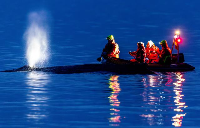 23 March 2026, Schleswig-Holstein, Timmendorfer Strand: Rescue workers try to bring a whale stranded on the Baltic Sea coast back into deep water. Although the animal was able to swim free, the operation failed and the whale is once again stuck on a sandbank. Photo: Jens Büttner/dpa