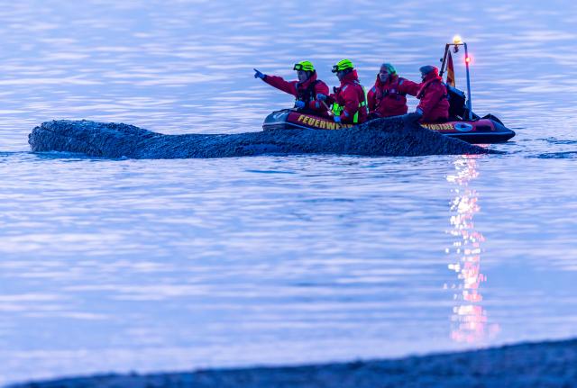 23 March 2026, Schleswig-Holstein, Timmendorfer Strand: Rescue workers try to bring a whale stranded on the Baltic Sea coast back into deep water. Although the animal was able to swim free, the operation failed and the whale is once again stuck on a sandbank. Photo: Jens Büttner/dpa
