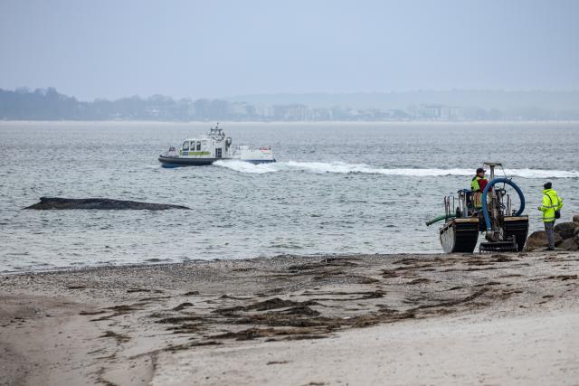 24 March 2026, Schleswig-Holstein, Timmendorf: A suction dredger is being used to create a passage for a whale stranded on the Baltic Sea coast near Niendorf. Biologists hope the animal will then be able to move into deeper water on its own. Police have cordoned off the area to avoid disturbing the whale. Photo: Ulrich Perrey/dpa