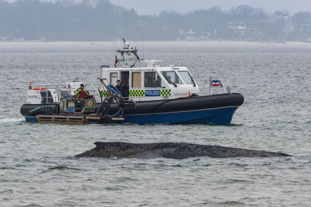24 March 2026, Schleswig-Holstein, Timmendorf: A suction dredger is being used to create a passage for a whale stranded on the Baltic Sea coast near Niendorf. Biologists hope the animal will then be able to move into deeper water on its own. Police have cordoned off the area to avoid disturbing the whale. Photo: Ulrich Perrey/dpa